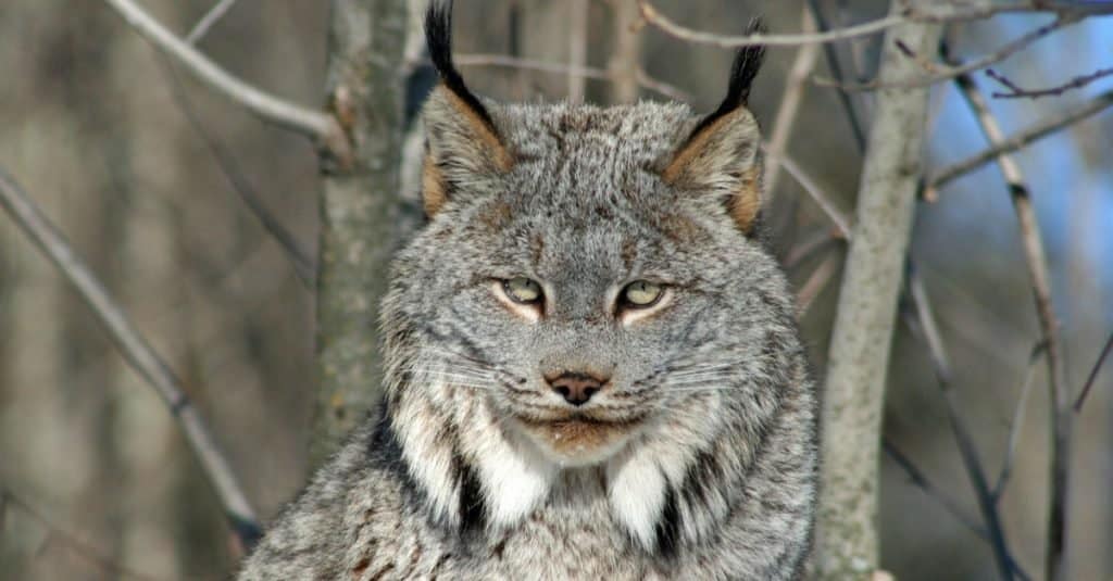 Primo piano della lince canadese