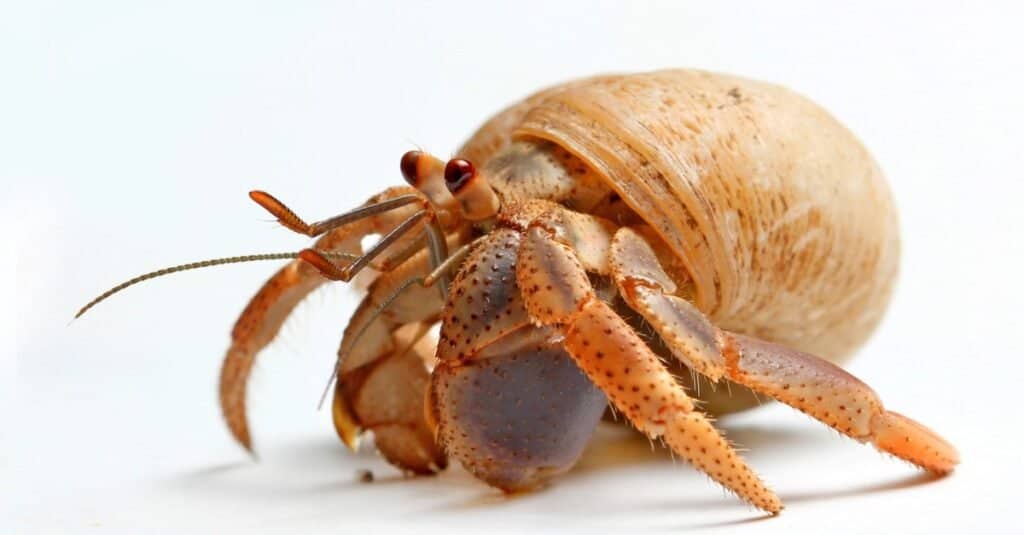 Granchio di sabbia, un granchio eremita dal Mar dei Caraibi isolato su sfondo bianco.
