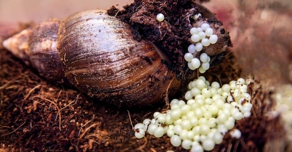 Uova di lumaca - Lumaca gigante che depone le uova