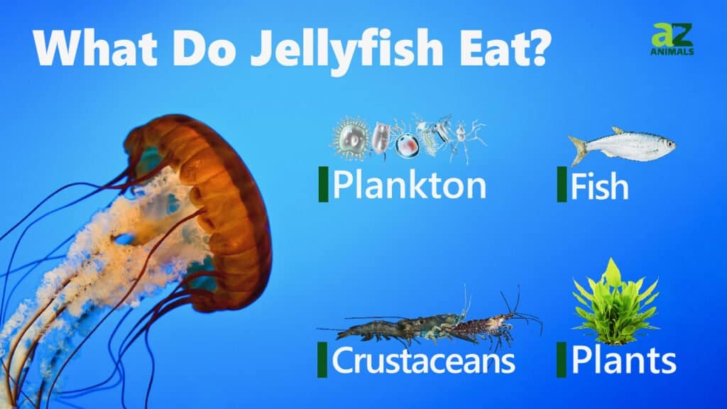 Cosa mangiano le meduse