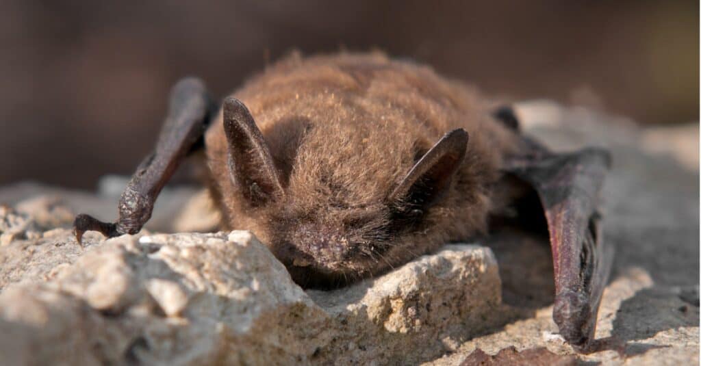 piccolo pipistrello marrone sulla roccia
