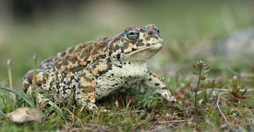 Rospo Natterjack seduto sull'erba.