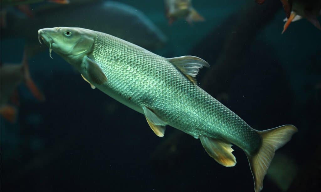pesce barbo