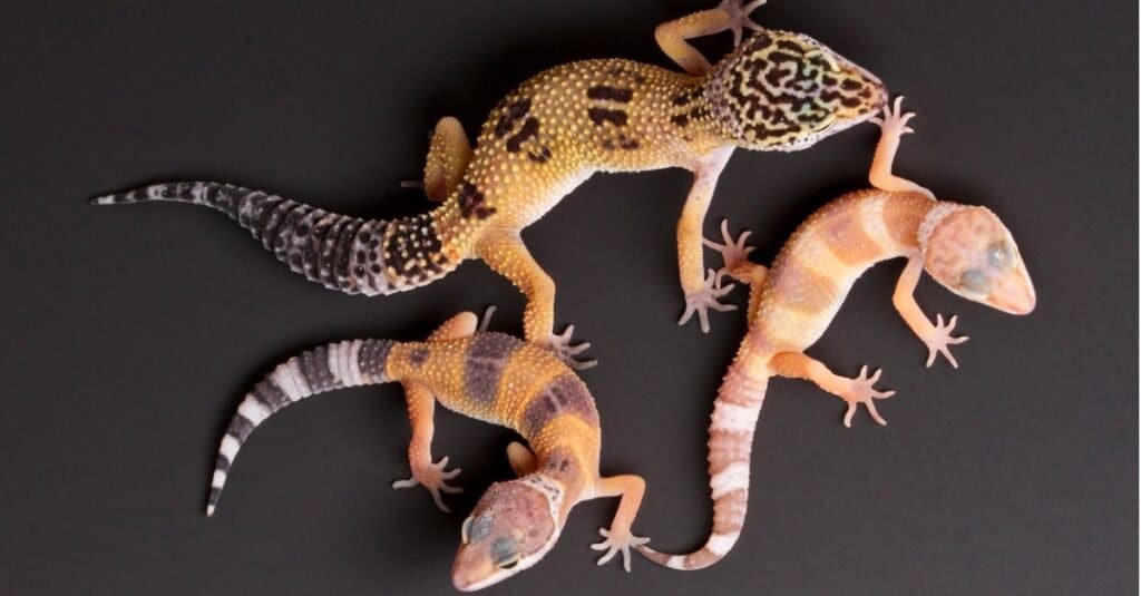 tre-gechi-leopardo-di-diverse-dimensioni