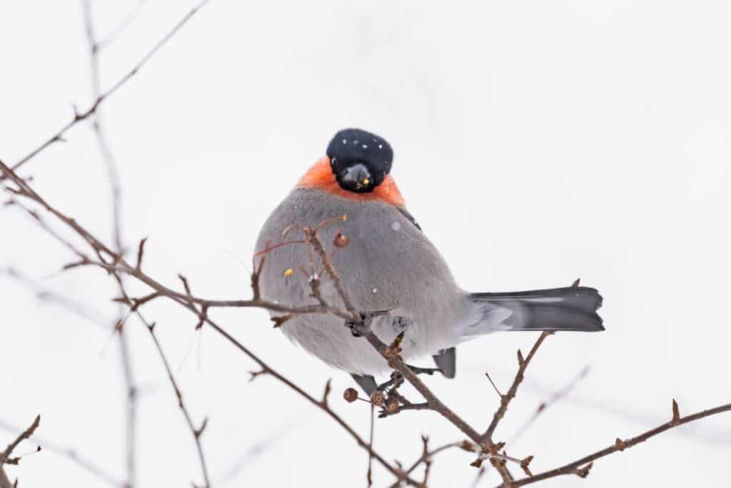 prima neve nel maine