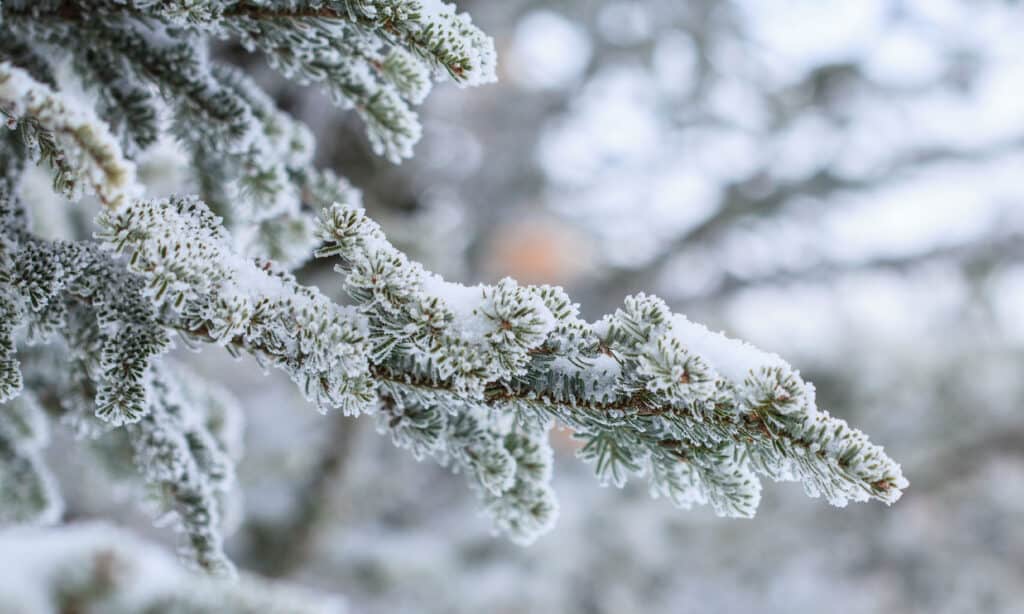 prima neve in idaho
