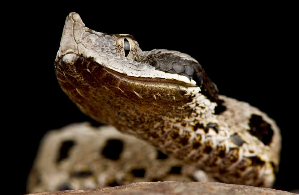 Vipera di Latastei (Vipera latastei gaditana)