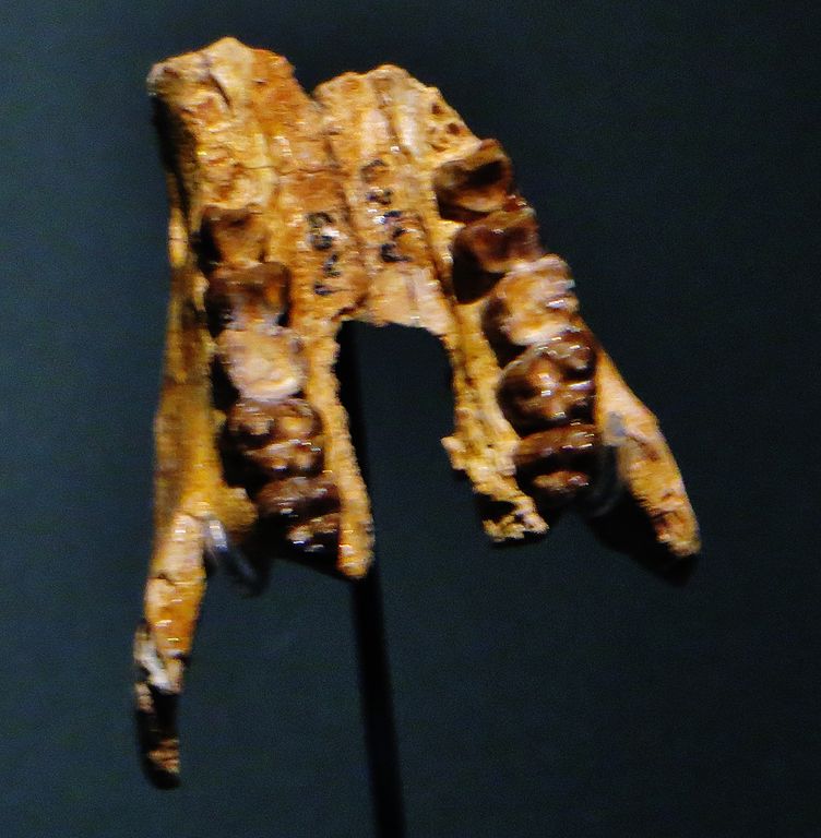 Erytherium azzouzorum