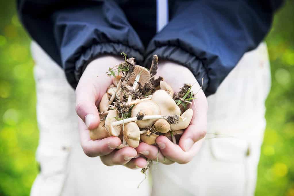 Bambino che tiene i funghi selvatici nelle mani