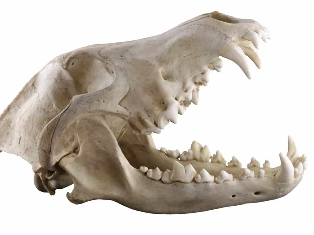 Denti di lupo - Teschio di lupo
