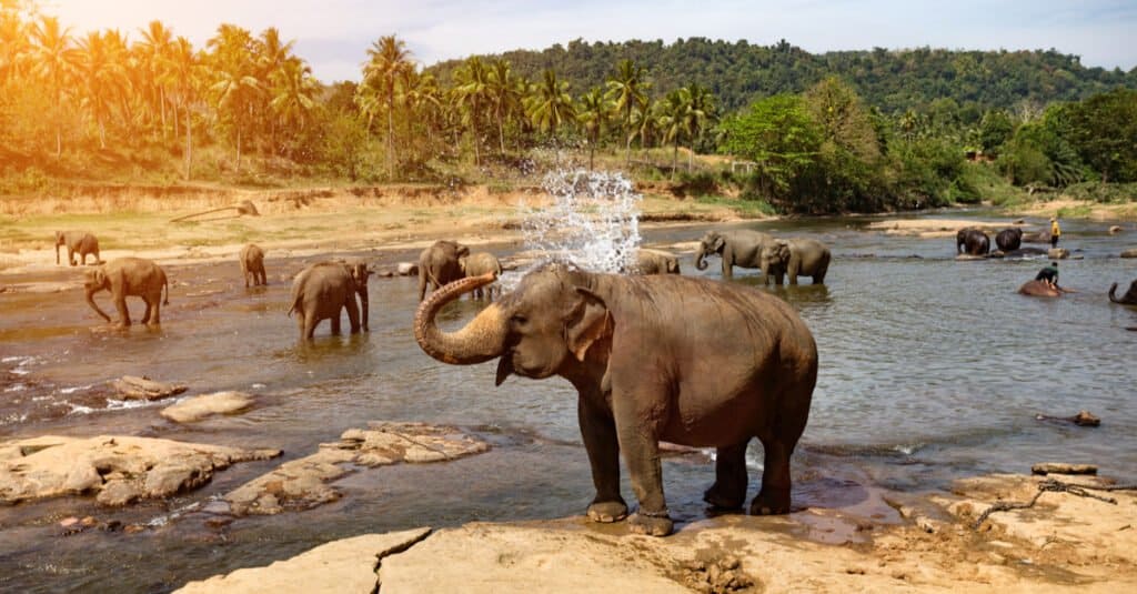 Animali che costruiscono cose come gli umani: gli elefanti