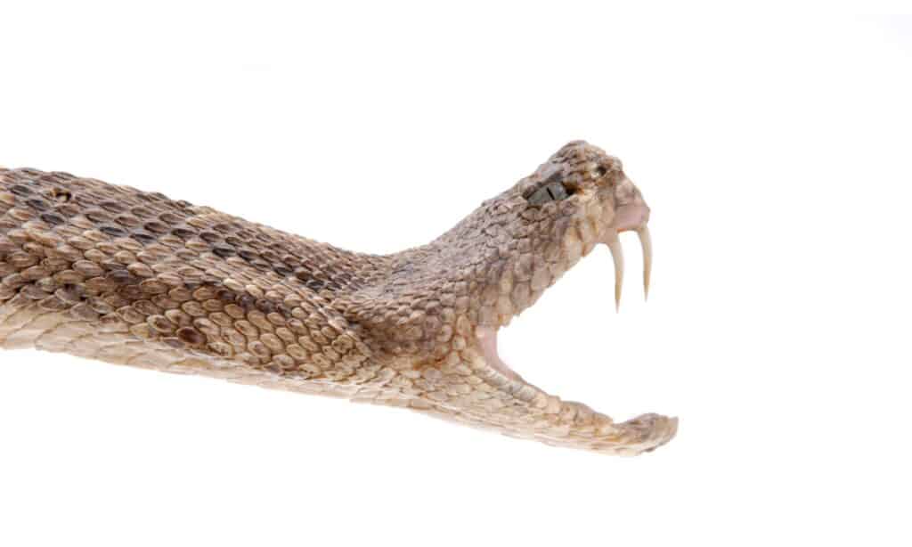 Zanne di serpente a sonagli