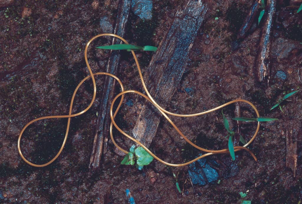 Phylum Nematomorfo.  Verme di crine.  Vermi gordiani, raramente disponibili.  Forte di Rajgad, Maharashtra, India.