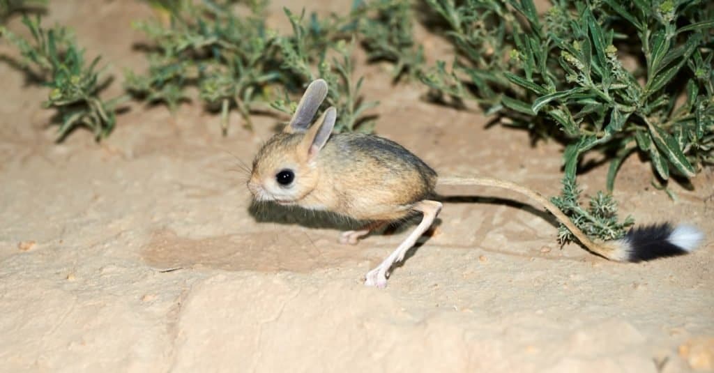 Coda più lunga: il Jerboa dalle orecchie lunghe