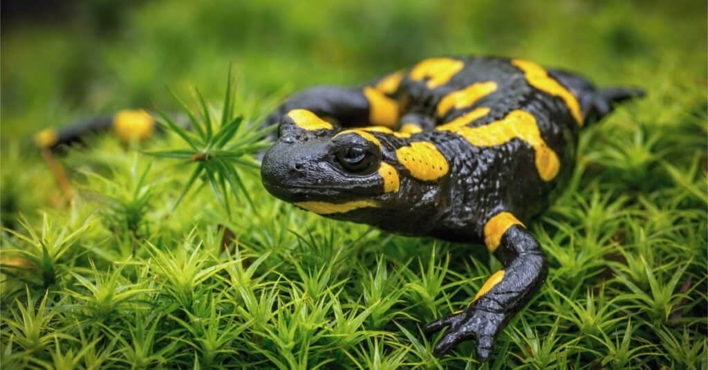 Gli animali in Nord America vanno in letargo