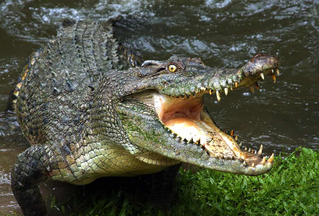 Coccodrillo con la bocca aperta