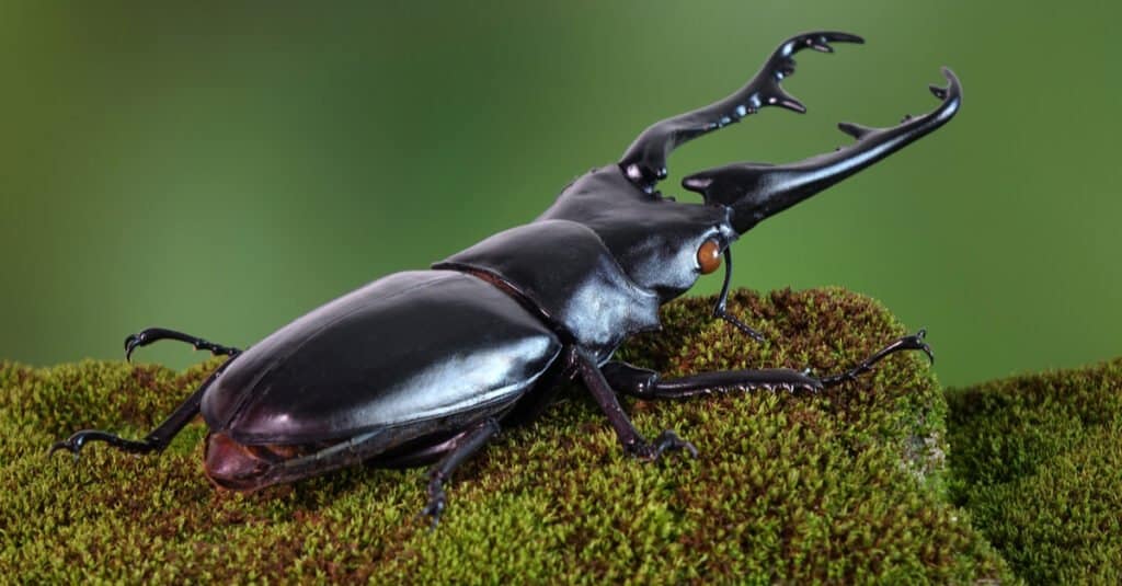 Coleotteri più grandi - Cervo volante giraffa