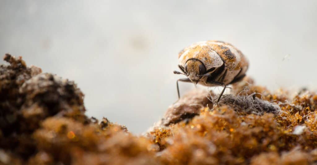 tappeto che mangia tessuto scarabeo