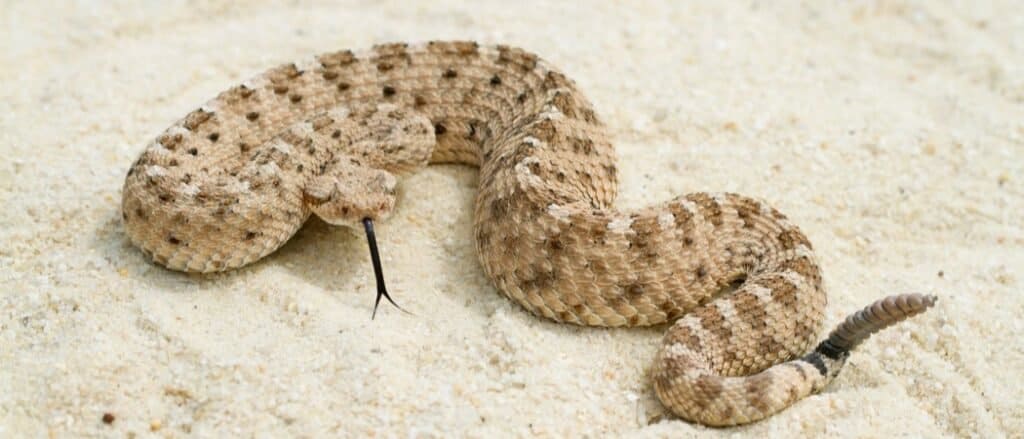 Il più grande serpente a sonagli