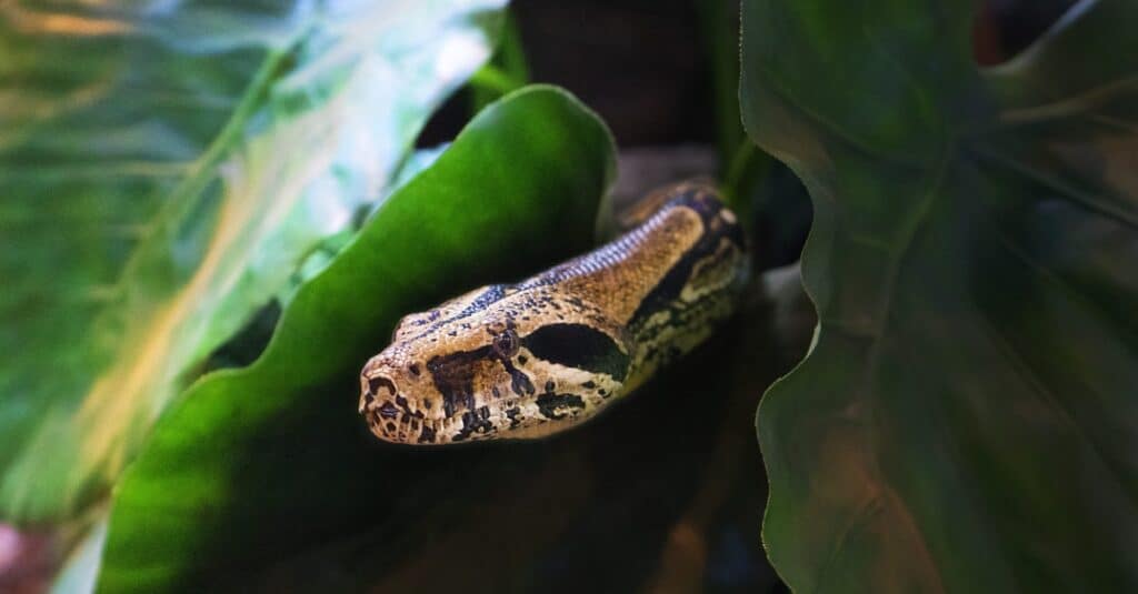 serpente che fruga tra le foglie