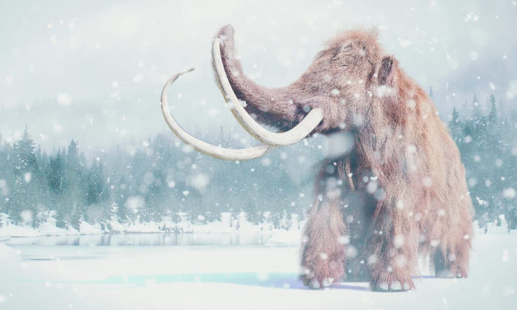 quando si estinsero i mammut lanosi - gli ultimi mammut lanosi vissero 3.700 anni fa