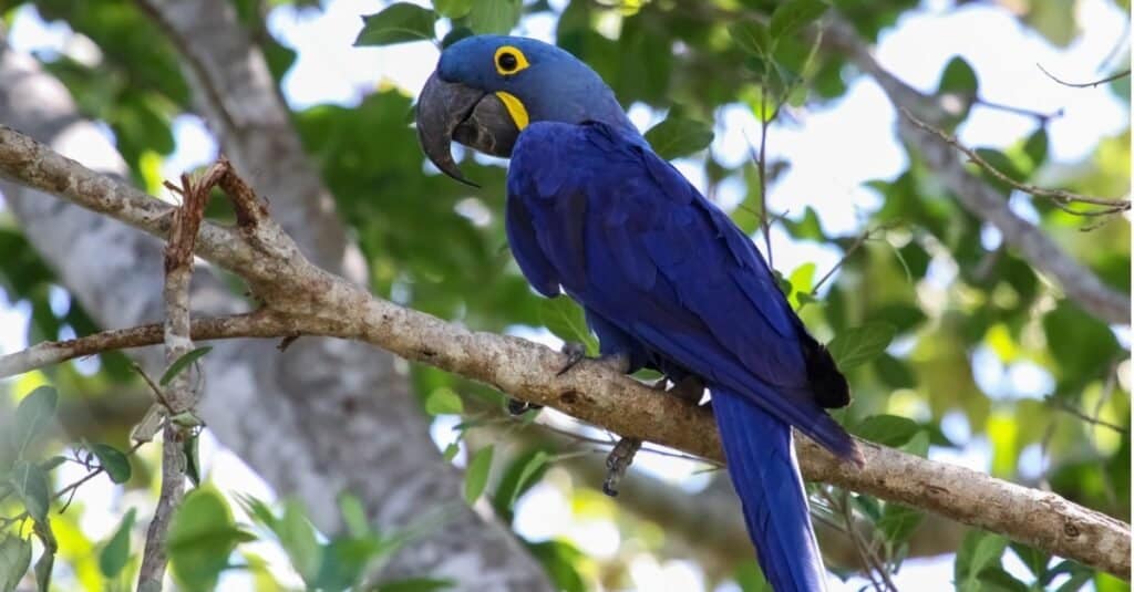 Gli uccelli più costosi: l'ara giacinto