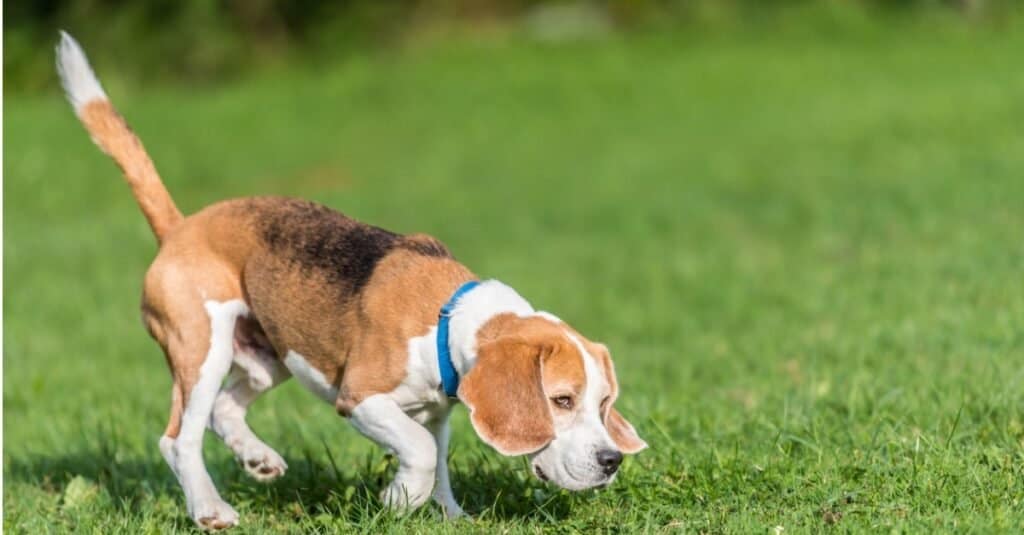 Tipi di cani da caccia