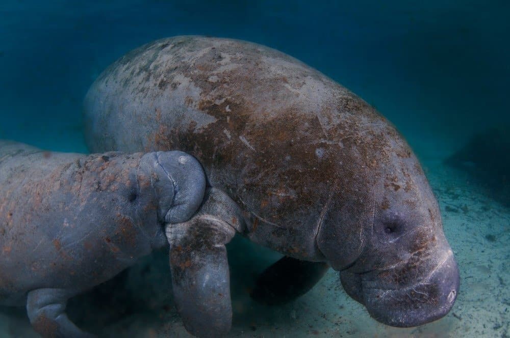 Un giovane vitello lamantino che allatta dalla madre