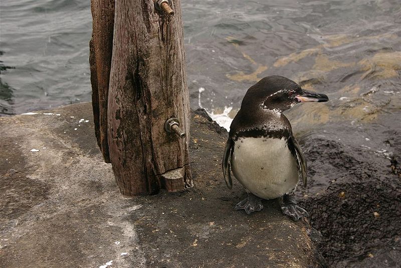 Pinguino delle Galapagos