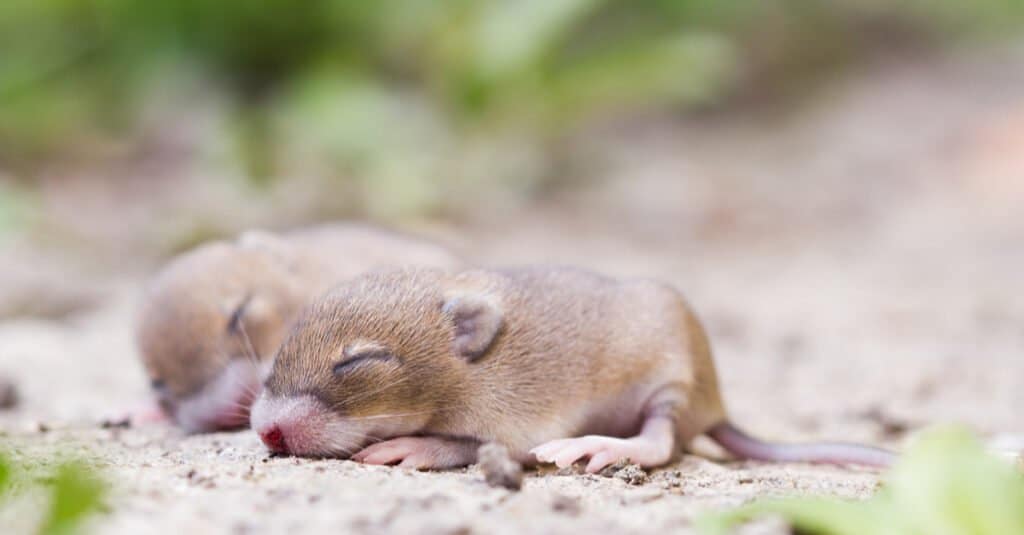 topolino che dorme