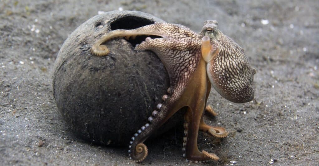 Il cervello ha un polpo