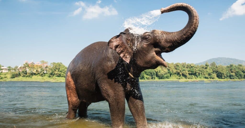 animali dal naso grosso: l'elefante