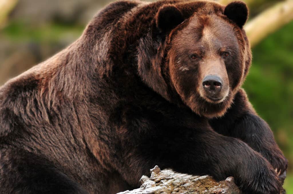gigantesco orso grizzly