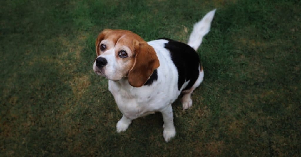 Beagle e Cavalier King Charles Spaniel cors, un Beaglier, sul prato