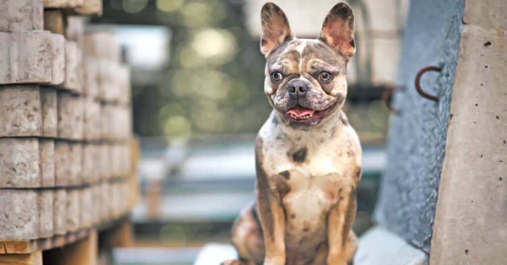 merle Bulldog francese seduto su una sedia con la lingua fuori