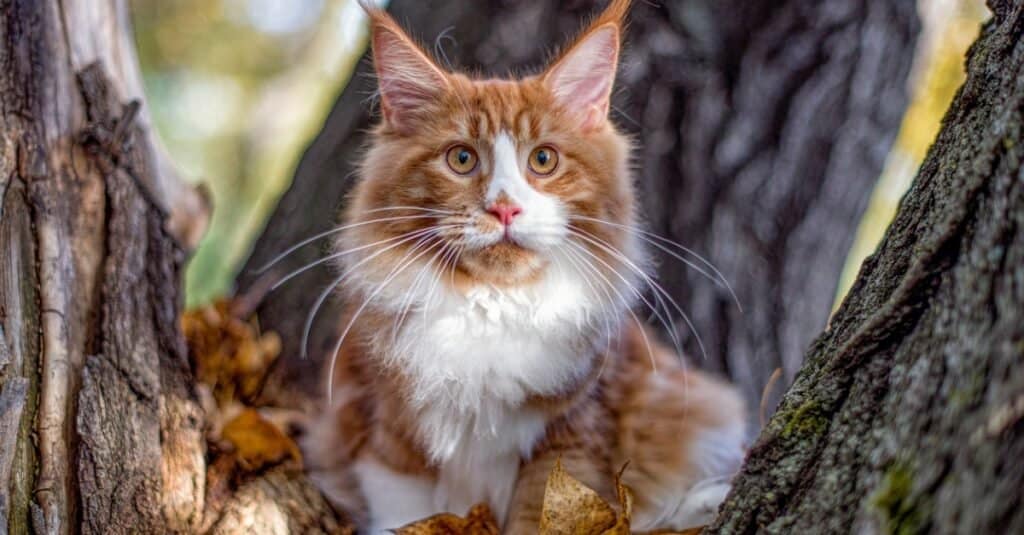 Il gatto più spaventoso è il Maine Coon