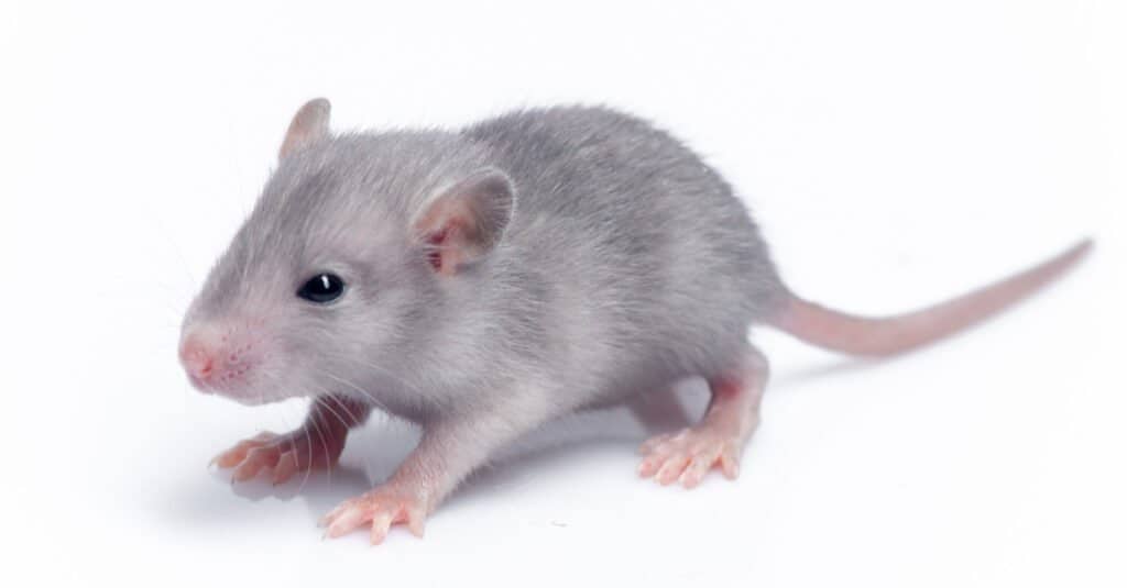 ratto contro criceto