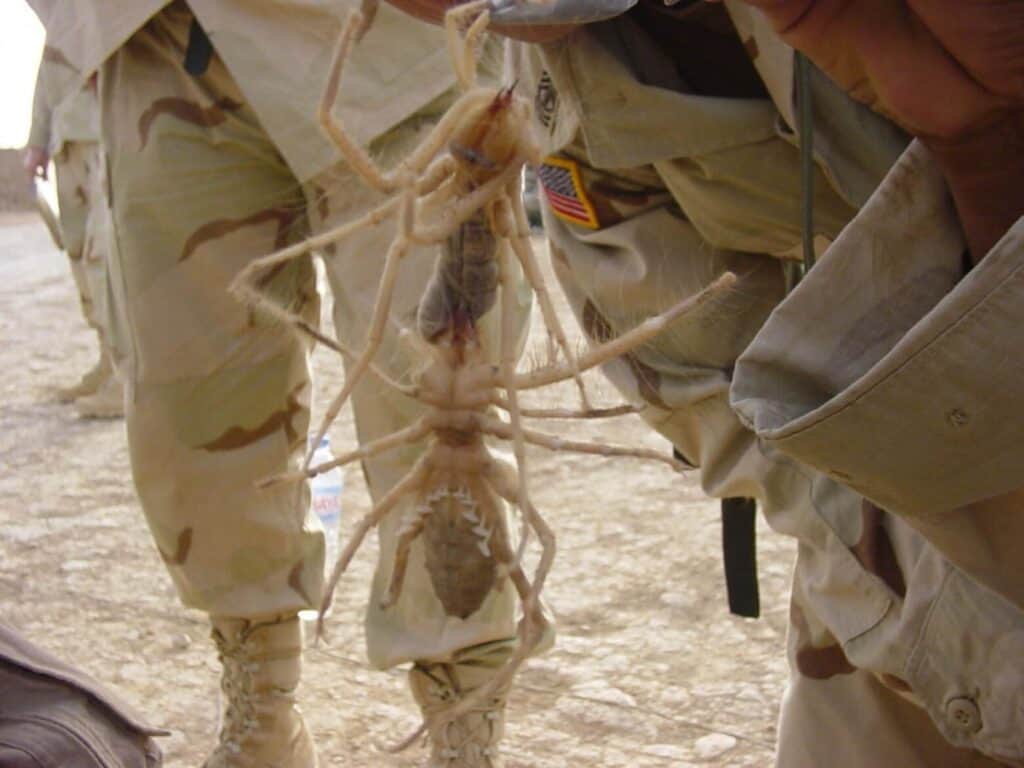 Foto finta di ragno cammello