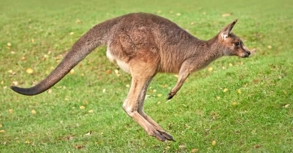 Canguro grigio orientale (Macropus giganteus) che salta nell'erba nel suo habitat