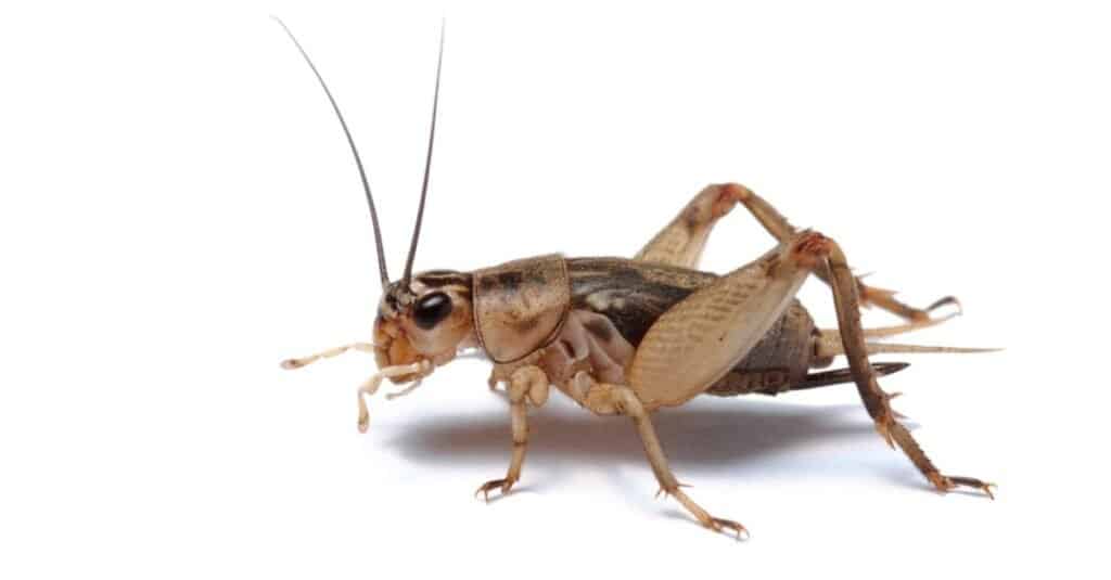 grillo isolato