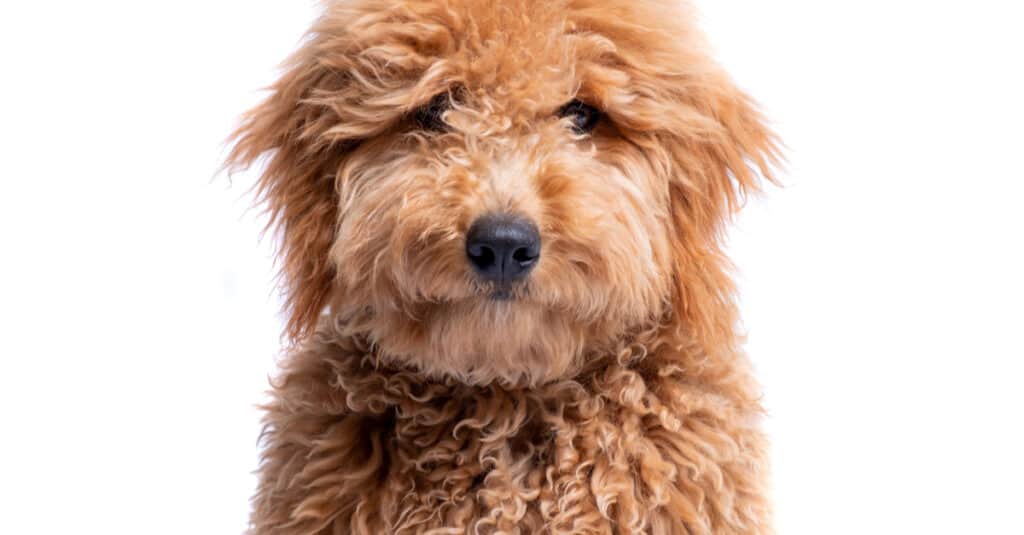 Mini cucciolo Goldendoodle