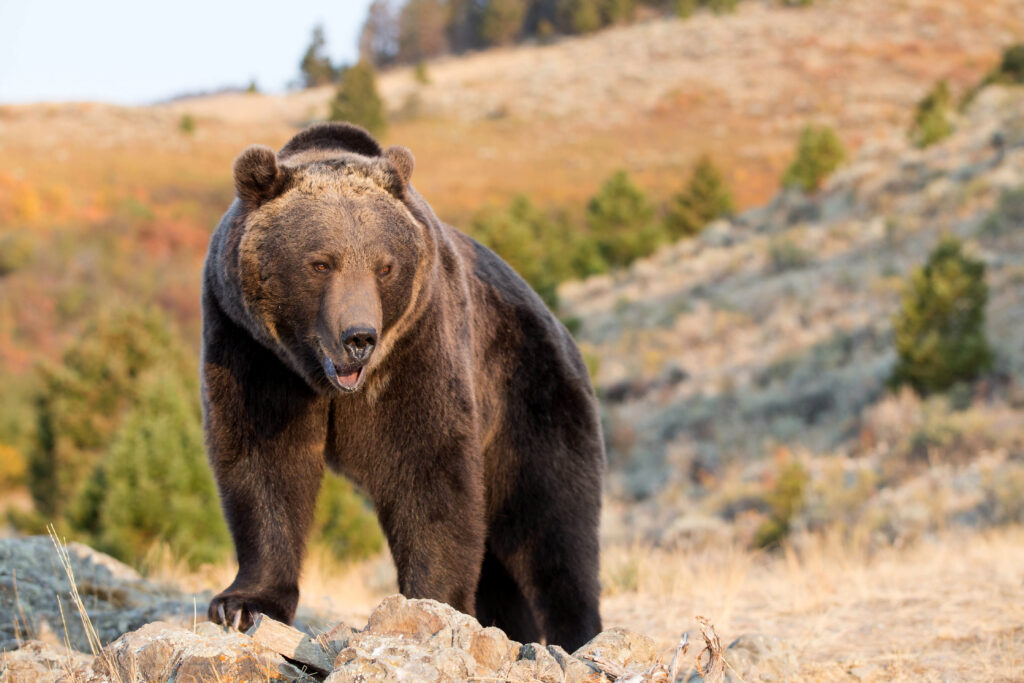 Orso grizzly sulla scogliera