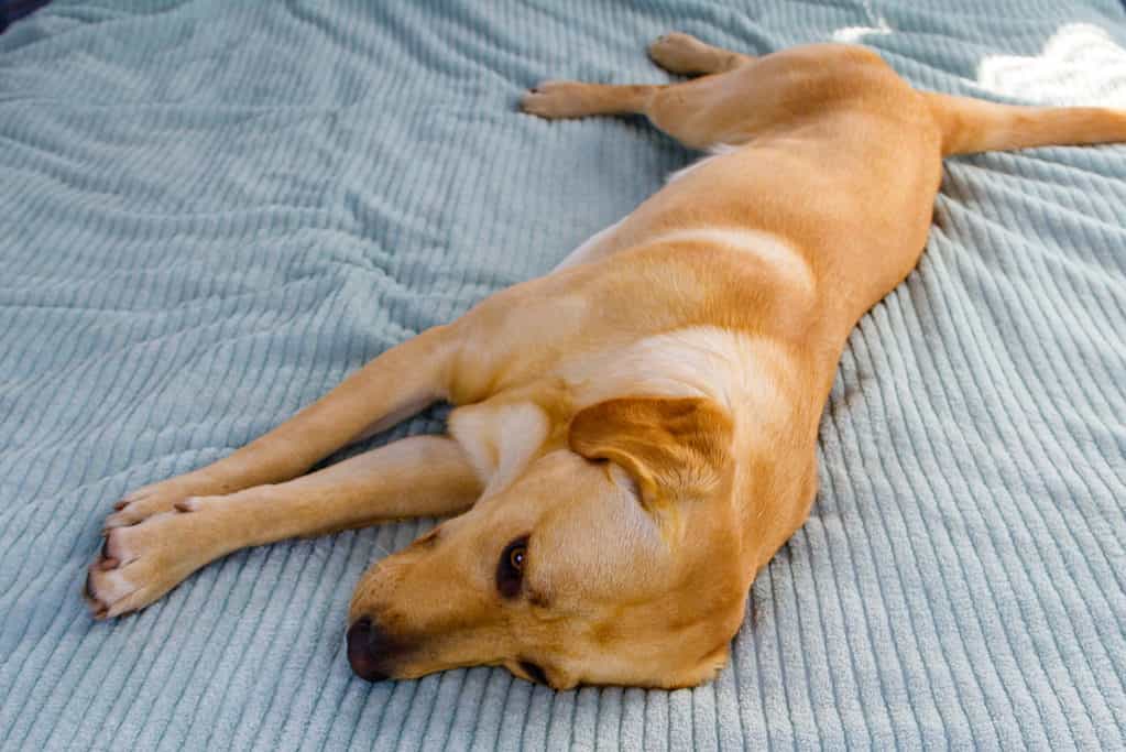 Cane sdraiato su un fianco