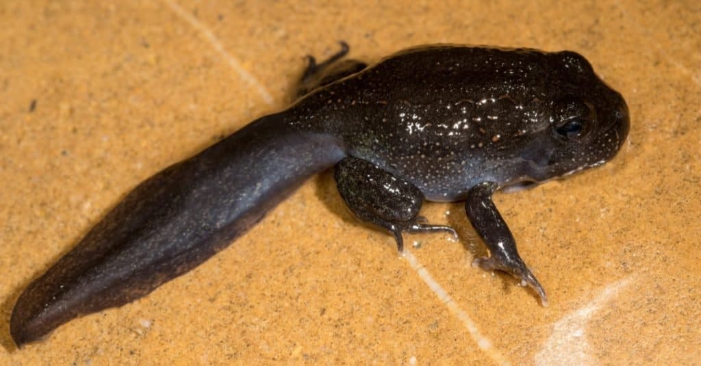 Rana Scavatrice Gigante che cambia da girino a rana