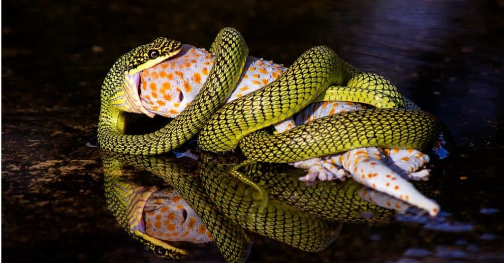 serpente verde che mangia la preda