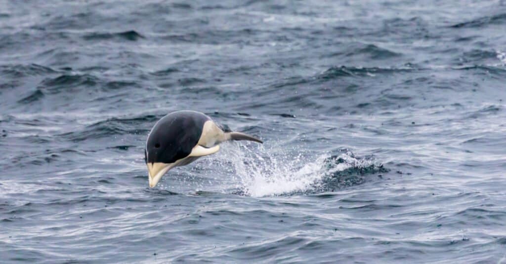 I delfini più grandi sono i delfini balena franca australe 