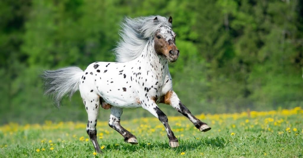Quanto vivono i cavalli: Appaloosa
