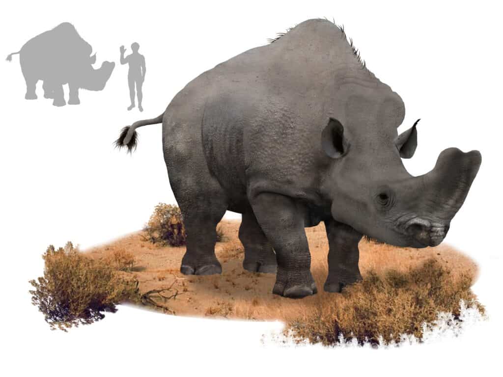 Embolotherium Andrews
