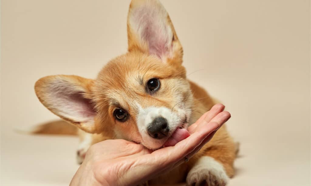 Un cucciolo di corgi che lecca la mano del suo proprietario
