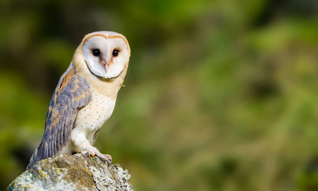 Barbagianni, Fotografia, Appollaiarsi, Allerta, Animale